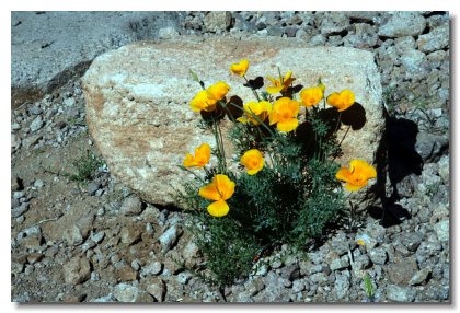 Apache (8)   Mexica Poppy